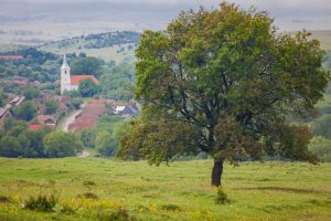 transilvania ialoc