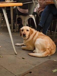 restaurante pet friendly bucuresti